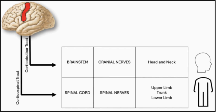 <p><strong>spinal cord </strong>and forms the <strong>spinal nerve</strong></p>