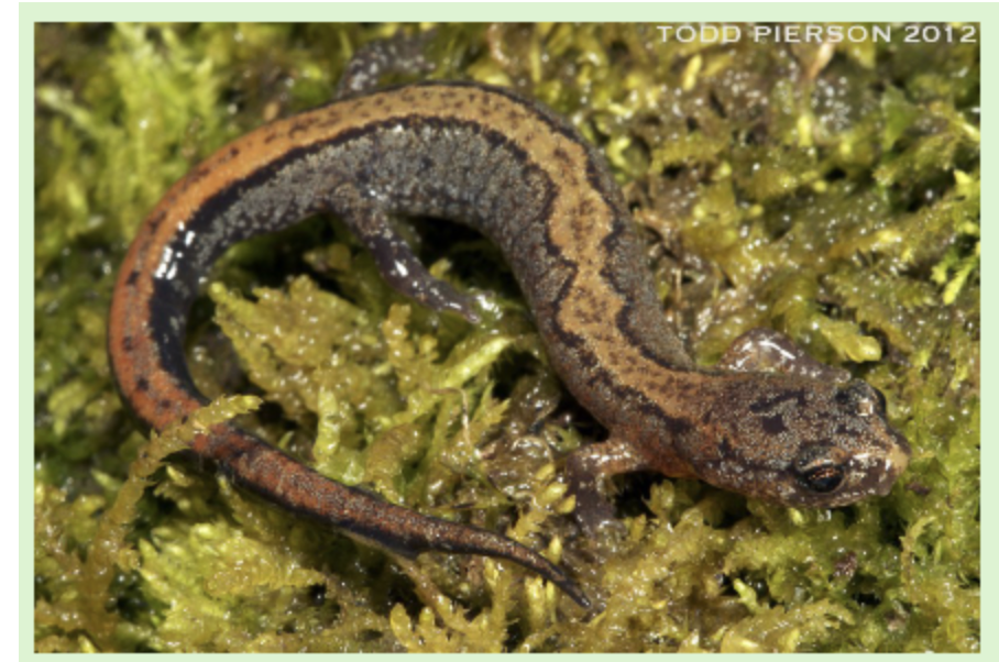 <p>northern zigzag salamander</p>