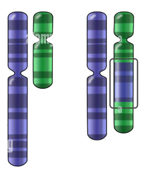 <p>Identify the mutation:</p>