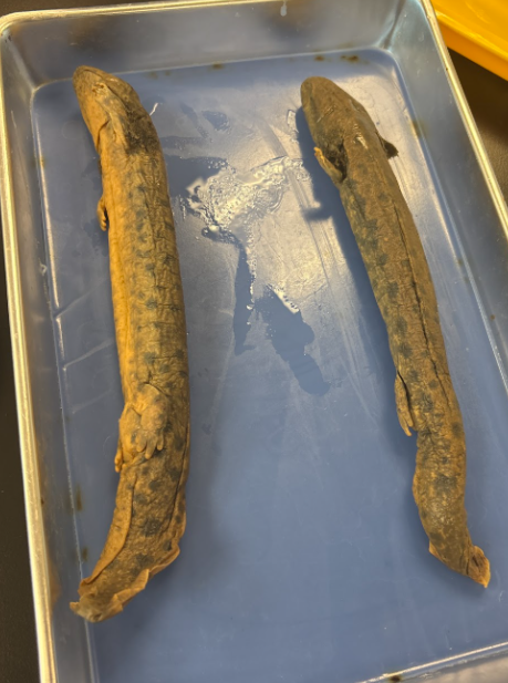 <p>Family: Proteidae</p><p>very western side of US<br>special concern</p><p>4 well developed toes</p><p>4 toes on each limb</p><p>spots on dorsum</p><p>dark stripe on side of head</p>