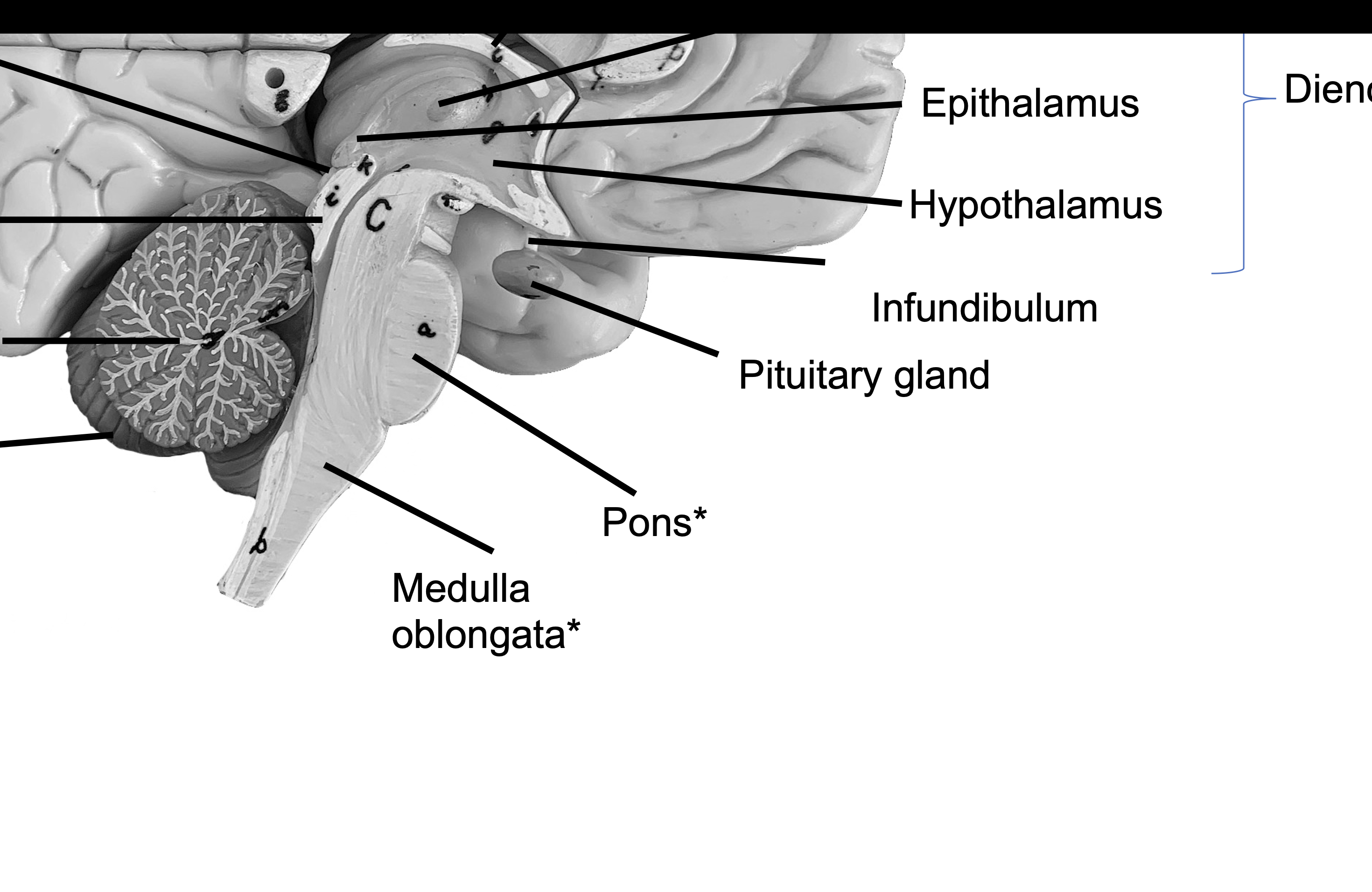 <p>Medulla oblongata</p>