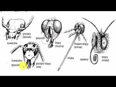 zależny od aparatu gębowego