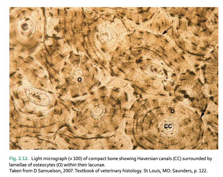<p>blood vessels and nerves</p><p>lamellae (series of concentric cylinders of matrix material) and osteocytes in lacunae</p>