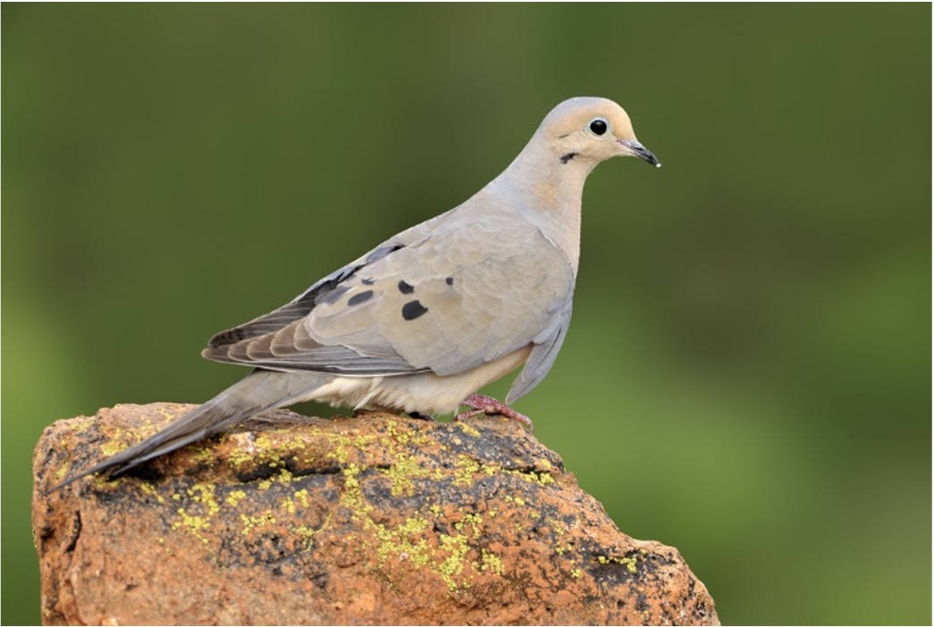 <p>What bird is this?</p>