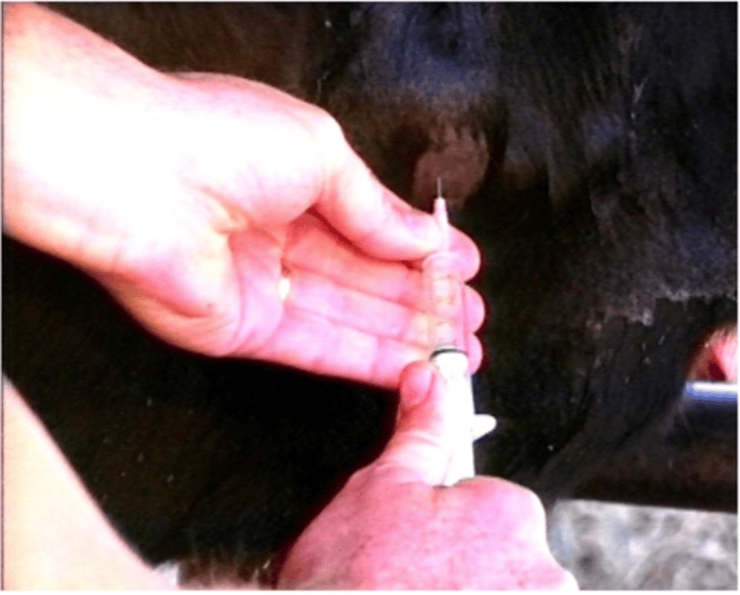 <p>1. Needle aspirate from edge of abscess</p><p>2. Examination to check for abscess distribution</p><p>3. Pus colour, consistency, and smell. Also look for granules</p><p>4. inflammatory cell present, eosinophilic clubbing, Gram +ve/-ve bacterial morphology.</p><p>5. Often required as a large variety of bacteria may cause abscessation</p>