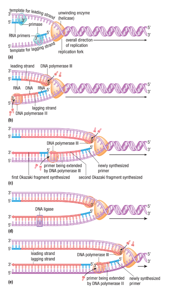 <ul><li><p><span>DNA polymerase III adds nucleotides to the free 3’ end of growing strand (5’ → 3’ direction)&nbsp;</span></p></li><li><p><span>The two strands run antiparallel&nbsp;</span></p></li><li><p><span>Only one strand can be built continuously</span></p></li></ul><p></p>