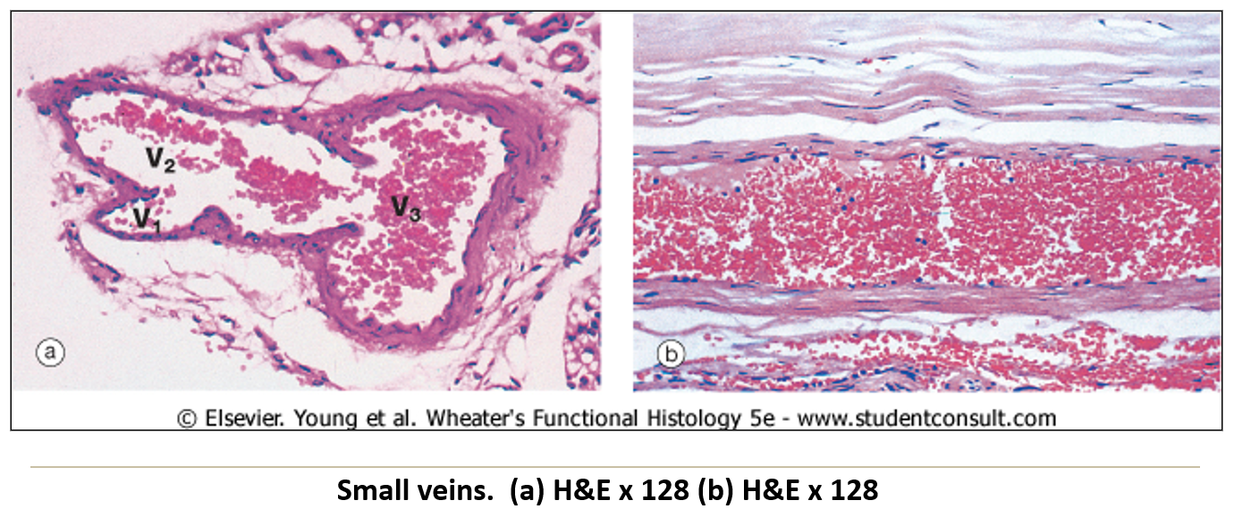 <ul><li><p><strong>Large lumens</strong> with <strong>thin walls</strong>.</p></li><li><p><strong>Less distinct tunica layers</strong> than arteries.</p></li><li><p><strong>Low-pressure system</strong> requiring <strong>valves in extremities</strong> to return blood to the heart.</p></li></ul><p></p>