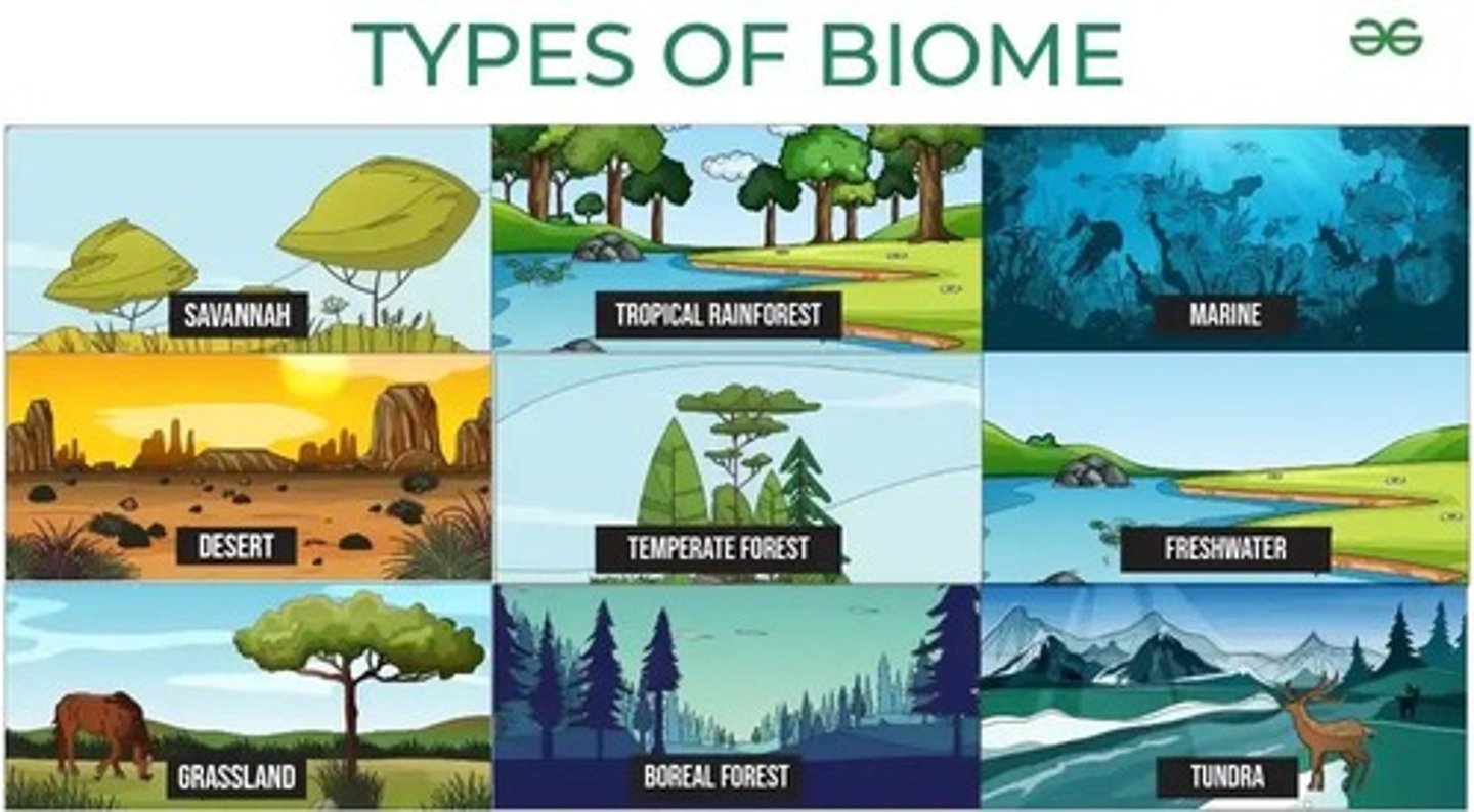 <p>Biomes present on land, including tropical rainforest, temperate forest, desert, tundra, taiga, grasslands, and savannah.</p>