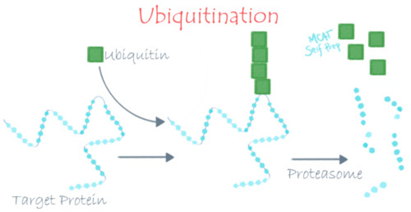 <p>Ubiquitination is the process of attaching a ubiquitin group to a protein, marking it for degradation.</p>