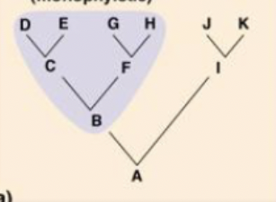 Monophyletic