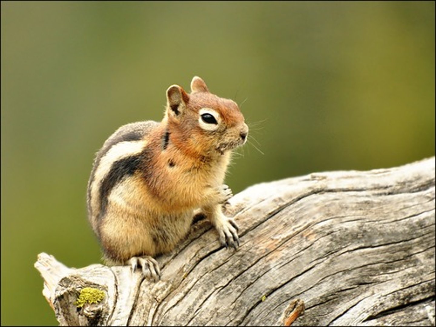 <p>Golden mantle</p><p>- See the golden-brown fur around the neck and shoulders, like a natural cloak or a cape (a “mantle”)</p><p>Larger than a chipmunk</p><p>- Has stripes but not on face</p><p>Lives in alpine scree</p><p>- Common in southern BC alpine zones.</p><p>Why it matters</p><p>- Key prey species and visible wildlife.</p>