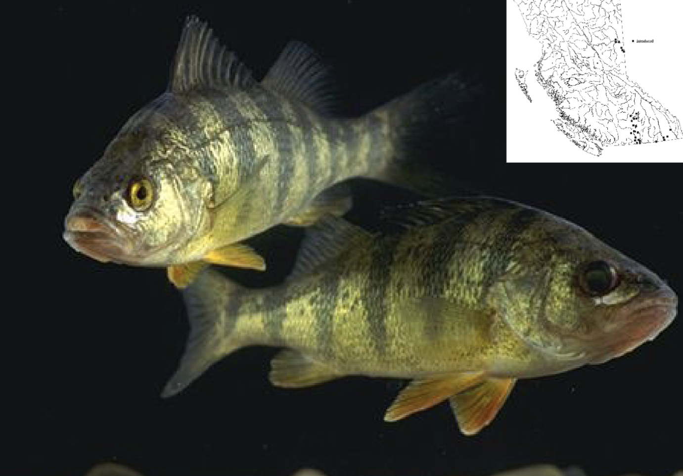 <p>Family Percidae</p>