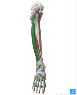 <p><em>table 7, next to extensor hallucis longus</em></p>