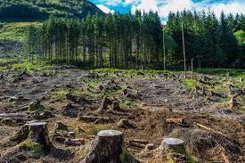 <p>Reduces interception capacity and evapotranspiration; shortens lag time and increases flood risk and soil erosion and sediment in river. long-term can alter local climater and groundwater recharge</p>