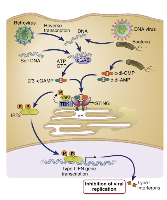 <p>De upptäcker dsRNA i cytosolen och aktiverar STING-signalvägen:</p><ol><li><p>dsRNA aktiverar <strong>cGAS</strong> som ökar cAMP/GMP. </p></li><li><p><strong>c-di-AMP/GMP</strong> eller <strong>cGAMP</strong> kommer aktivera STING som finns vid golgi. </p></li><li><p>STING aktiverar <strong>TBK1</strong> som fosforylerar <strong>IRF3</strong> → transkription av typ I IFN. </p></li></ol>