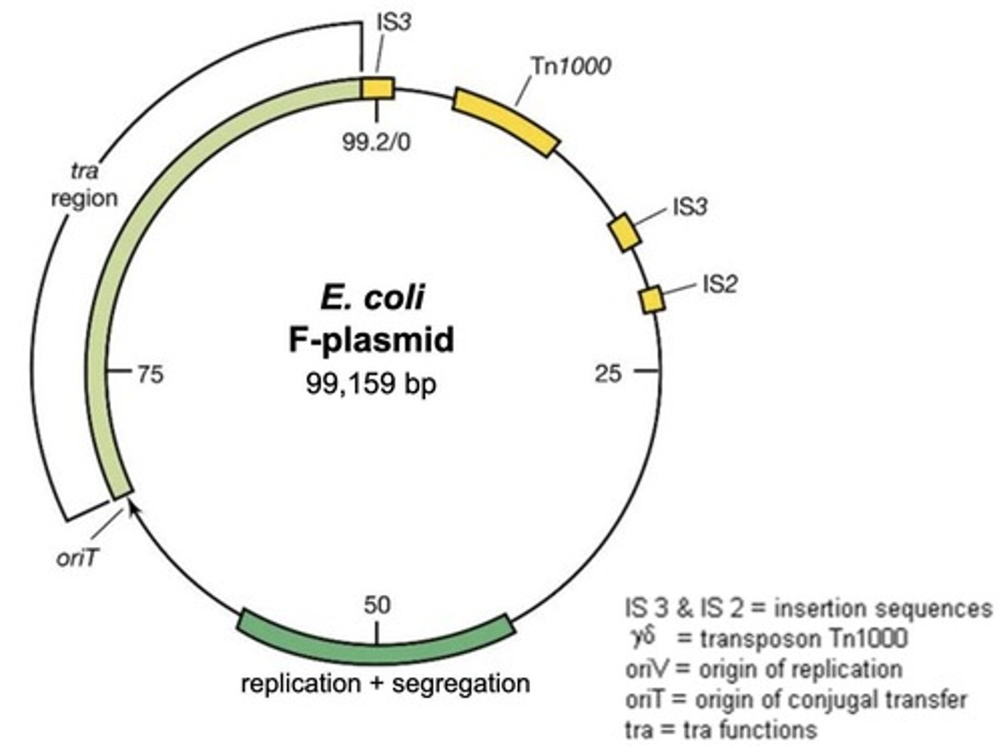 <p>It allows the donor bacterium to produce a pilus for contact with the recipient.</p>