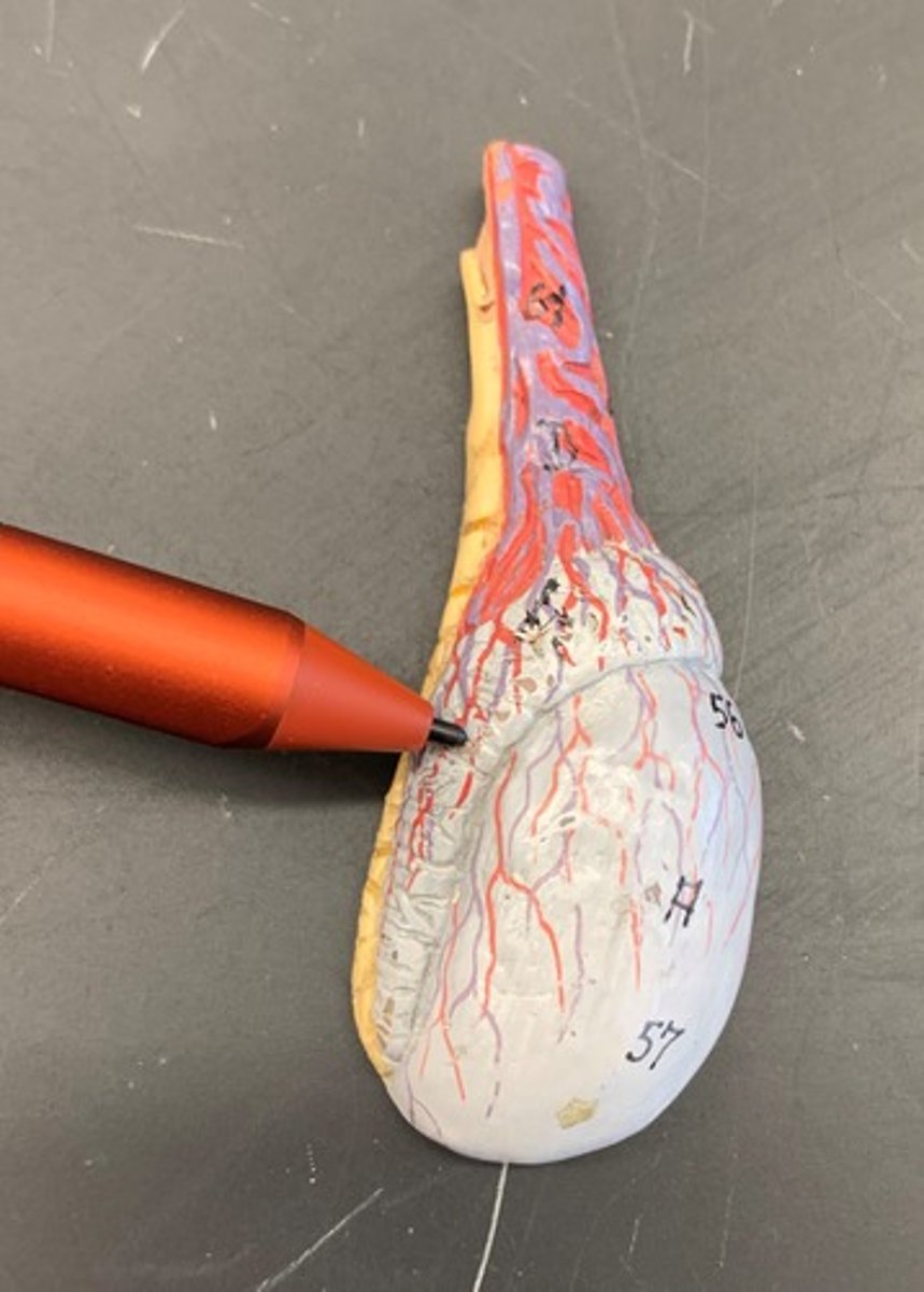 <p>A long, coiled duct on the outside of the testis in which sperm mature.</p>