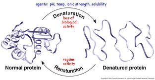 <p>a process in which a protein unravels/loses its native conformation (back to primary structure), thereby becoming biologically inactive, due to unsuitable chemical/physical environments breaking the interactions and bonds within it</p><p>Ex:) pH levels, salt concentrations, temperature (fevers), aqueous -&gt; nonpolar solvent (some proteins)</p>