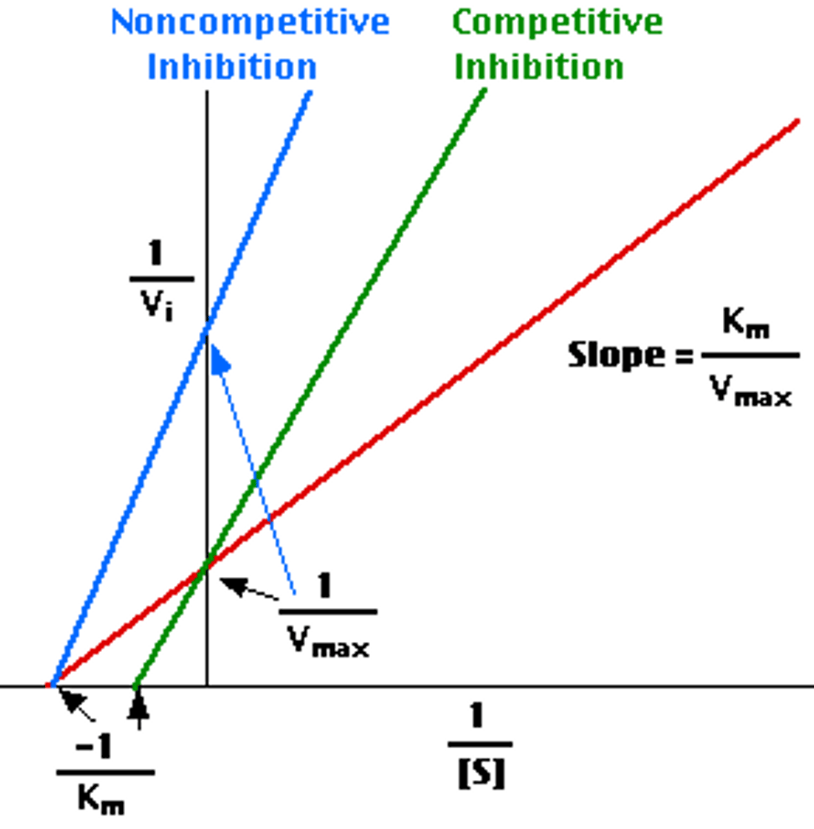 <p>Cross at y-axis</p><p>Same Vmax</p><p>Different Km</p>