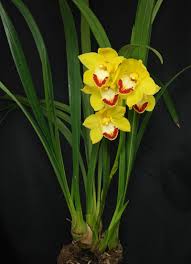 <p>Cymbidium Orchid</p>