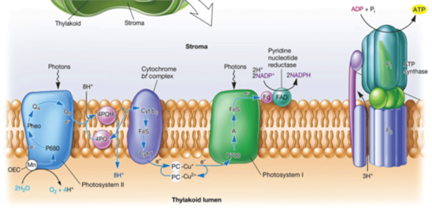 <p>The process of generating ATP from ADP and phosphate by means of a proton-motive force generated by the thylakoid membrane of the chloroplast during the light reactions of photosynthesis.</p>
