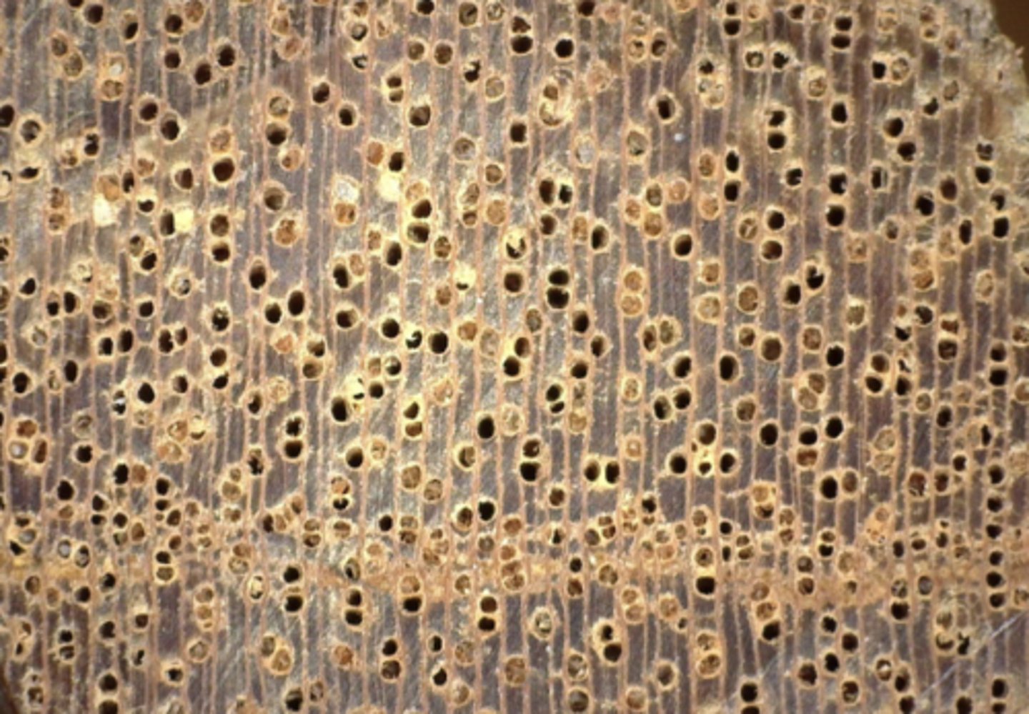 <p>Wood brownish or grayish; Pore cluster into three (mickey mouse); concentric resin ducts</p>