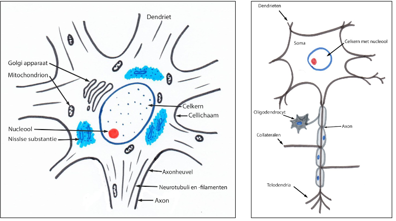 <p>= cilindrische uitloper met een bijna constante diameter</p><ul><li><p>ontstaat uit perikaryon thv axonheuvel (= axon hillock)</p><ul><li><p>axonheuvel = trechtervormig</p><ul><li><p>bevat (zoals axon) geen RER (geen Nisslse substantie)</p></li></ul></li></ul></li><li><p>cytoplasma van axon:</p><ul><li><p>bevat mitochondriën, GER &amp; talrijke neurotubuli en neurofilamenten</p></li></ul></li><li><p>in axon: secretievesikels → worden afgesnoerd van Golgi-apparaat</p><ul><li><p>kunnen thv synaps in de synaptische spleet hun inhoud (neurotransmitters) vrijstellen</p></li></ul></li><li><p>aan uiteinde: axon is sterk vertakkend</p><ul><li><p>vertakkingen = telodendria</p><ul><li><p>uiteinden van telodendria: kleine, bolvormige verbreding gevuld met synaptische vesikels → bouton terminal (= presynaptische eindknop)</p></li></ul></li></ul></li></ul><p></p>
