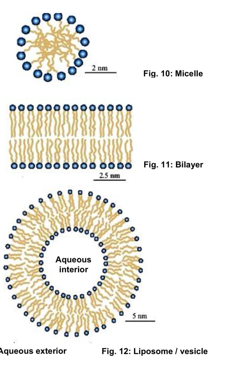 <ol><li><p>Phospholipids show <strong>ambivalent behaviour towards water </strong>(hydrophobic and hydrophilic)</p></li></ol><ul><li><p><u>FA hydrocarbon tails</u> are <u>non-polar</u> and hence <u>hydrophobic</u> (but can form bond with hydrophobic molecules or among themselves)</p></li><li><p><u>phosphate group and its attachments</u> form <u>polar/charged hydrophilic head</u> that has an affinity for water</p></li><li><p>molecules such as phospholipids with both <u>hydrophobic and hydrophilic</u> regions are described as <strong>amphipathic</strong></p></li></ul><p></p><ol start="2"><li><p><strong>3 types of lipid aggregates</strong> can form when amphipathic phospholipids are situated in aqueous environments - serve to <strong>shield the hydrophobic tails from water/the aqueous environment </strong></p></li></ol><ul><li><p><strong>micelle</strong> - small, <u>spherical</u> droplet consisting of a <u>phospholipid monolayer</u>, with the phosphate heads on the outside, in contact with the aqueous environment </p></li></ul><ul><li><p><strong>bilayer</strong> - 2 lipid monolayers combine to form a two-dimensional sheet </p><ul><li><p><u>hydrophilic heads</u> are exposed to the <u>polar exterior</u> while the<u> hydrophobic tails </u>are in contact with those of <u>neighbouring molecules</u> but excluded from water in the non-polar interior of the bilayer </p></li></ul></li><li><p><strong>liposome/vesicle</strong> - formed when a <u>lipid bilayer</u> folds back on itself to form a <u>hollow sphere</u></p><ul><li><p>by forming vesicles, bilayer sheets avoid exposing their hydrophobic edge regions, achieving <u>maximal stability</u> in their <u>aqueous environment </u></p></li><li><p><u>enclose aqueous solutions</u>, creating a separate aqueous compartment </p></li></ul></li></ul><p></p>