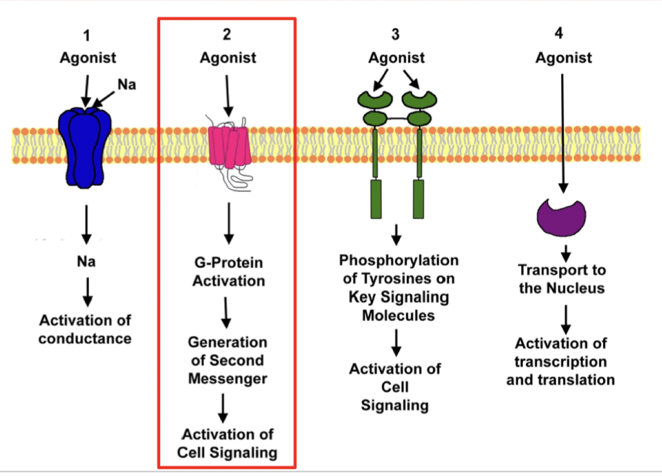 <p>Metabotropic receptors</p><ul><li><p>Ligand binds</p></li><li><p>intracellular portion changes conformation</p></li><li><p>Recruits G protein (3 domains α, β, γ). They become activated (GDP → GTP) </p></li><li><p>G proteins move on to activate second messengers/effector molecules downstream (ex. cAMP, DAG)</p></li></ul><p></p>