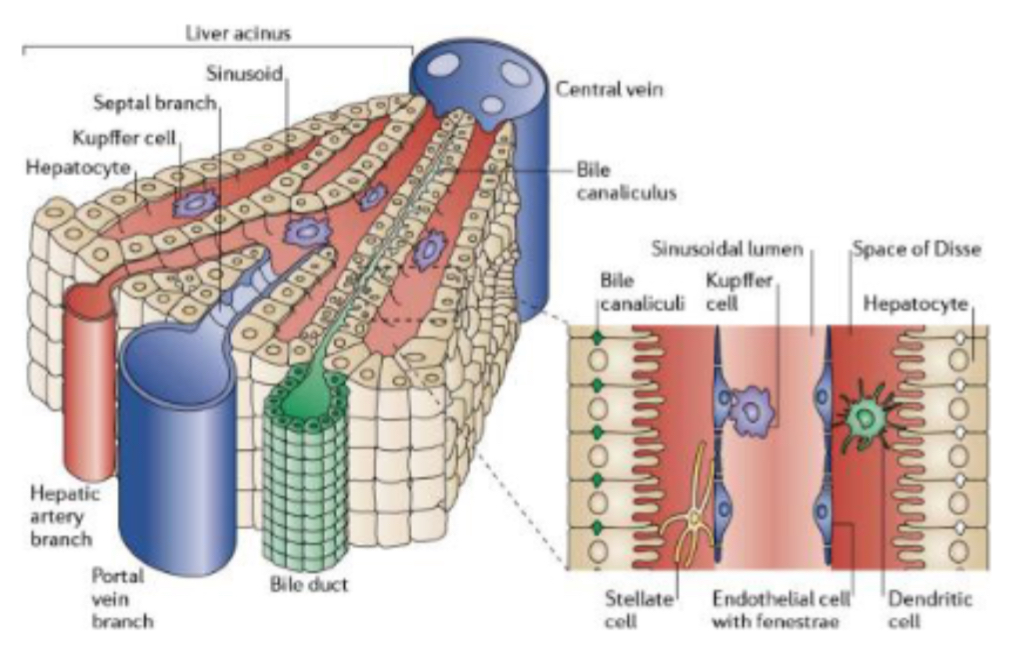 <p><span>PHOTO: What does the liver gross anatomy photo show?</span></p>