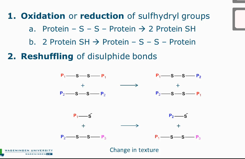 <ol><li><p>Oxidation or reduction of sulfhydryl groups</p></li><li><p>Reshuffling of disulphide bonds</p></li></ol><p></p>