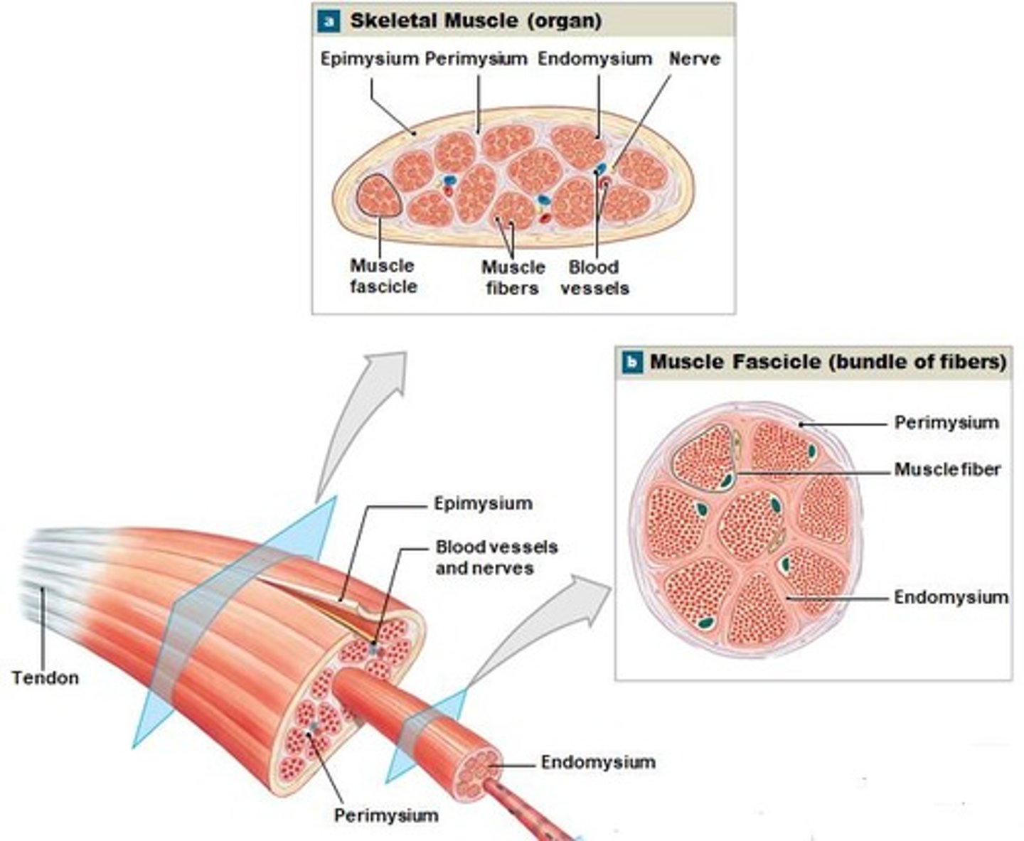 <p>Connective tissue covering the entire muscle.</p>