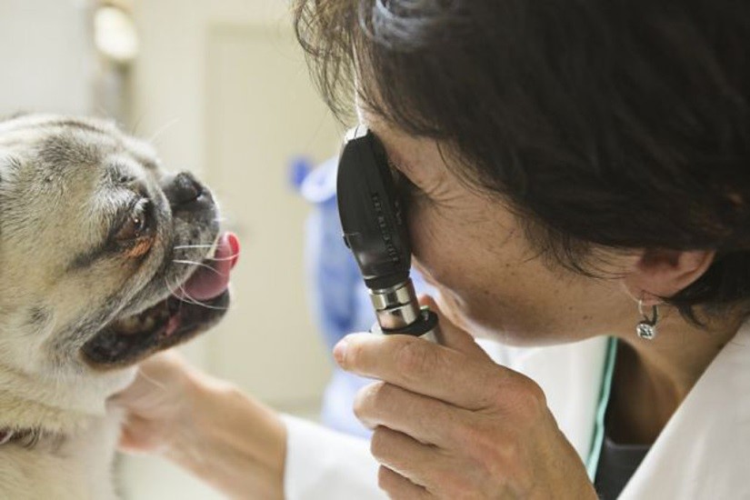 <p>ophthalmoscope</p>