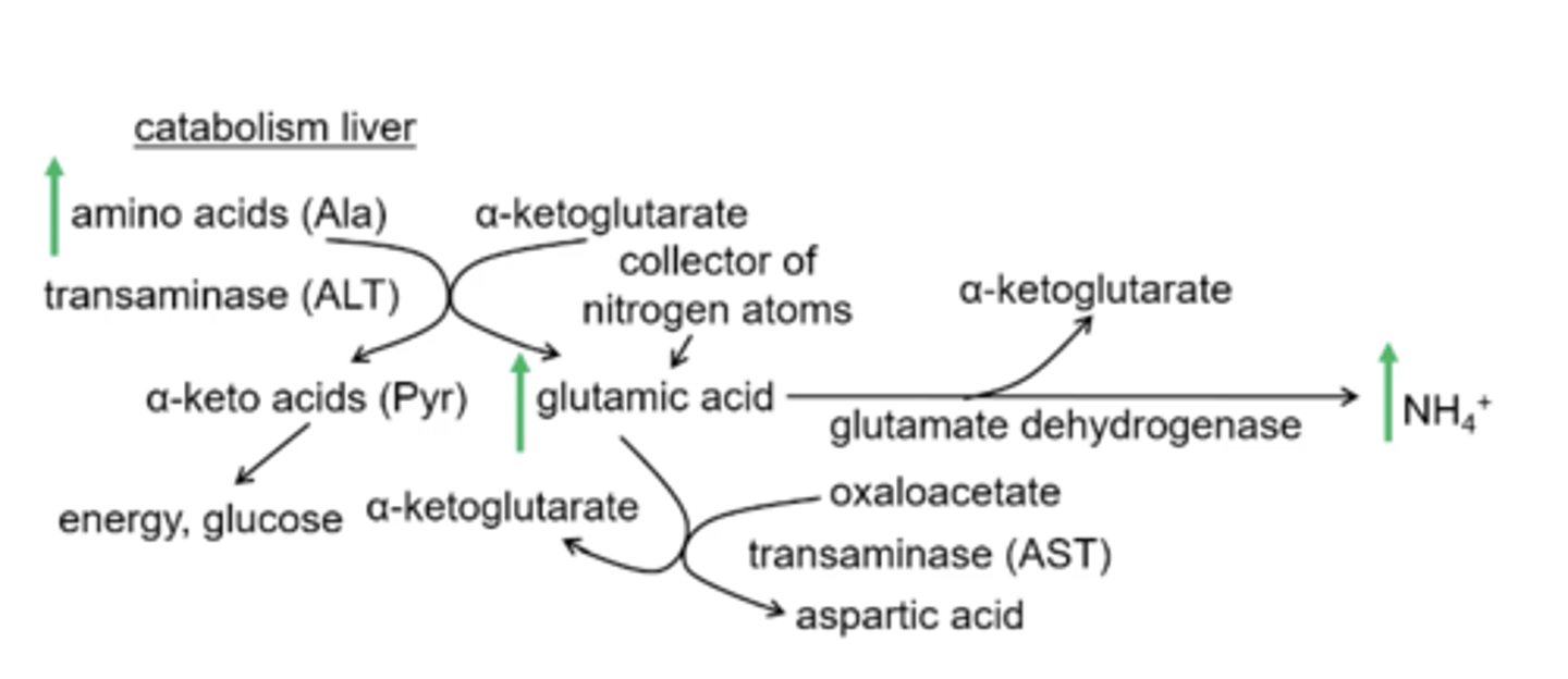 <p>if there is no urea cycle and ammonia builds up then the glutamate dehydrogenase reaction will build up its product (ammonia) and substrate (glutamic acid) and when glutamic acid builds up the transaminase reaction will go towards alaine production</p>
