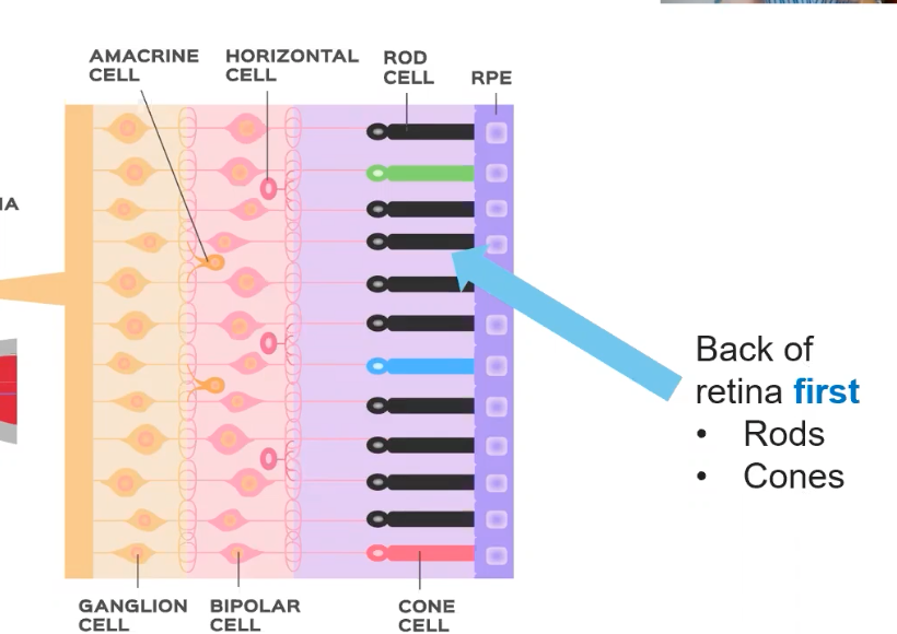 <ul><li><p>what contains the receptors for vision</p></li><li><p>contains fovea (fovea=focus)</p></li></ul>