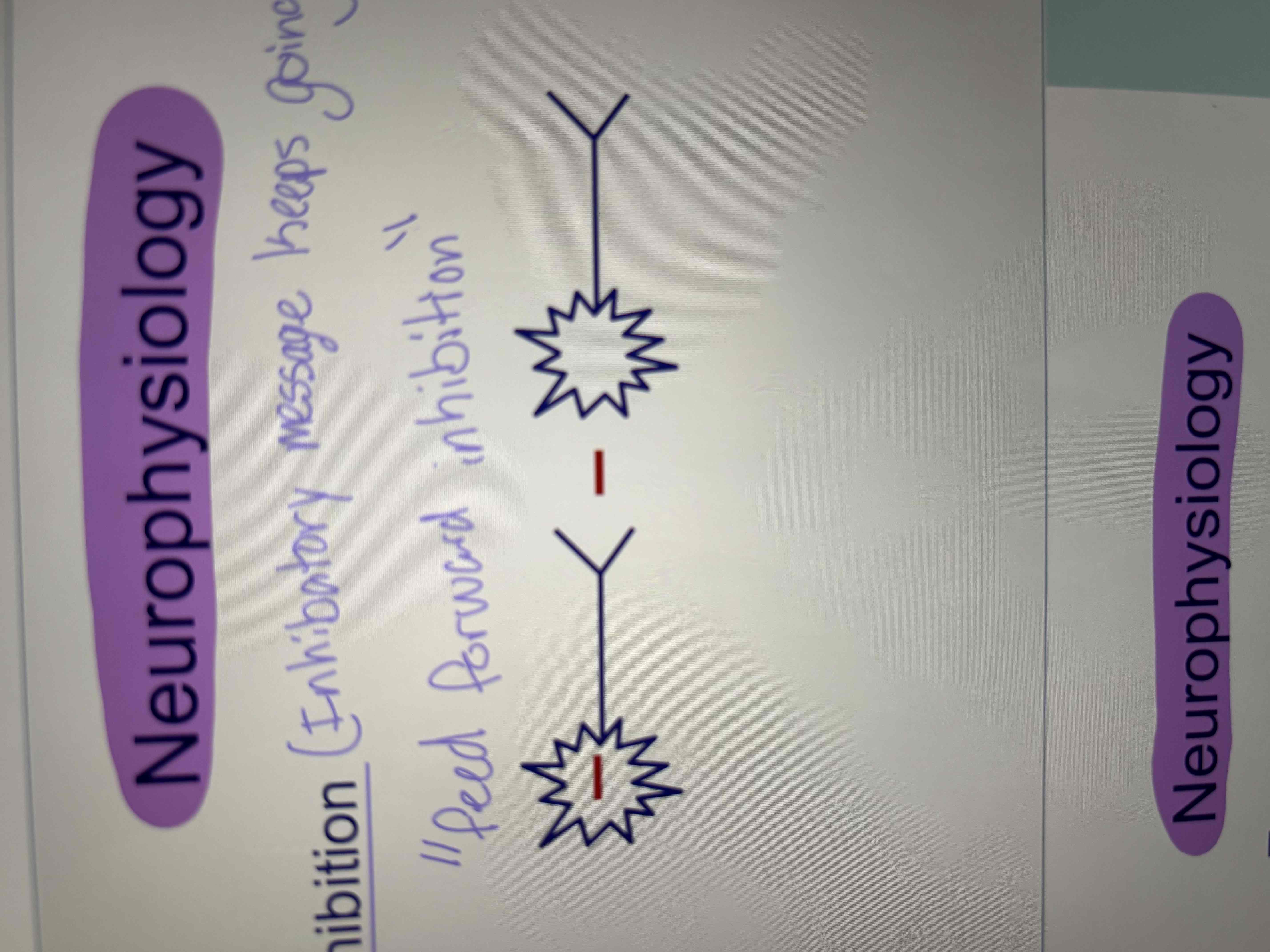 <ul><li><p>Inhibitory message keeps going </p></li><li><p>“feed forward inhibition”</p></li></ul><p></p>