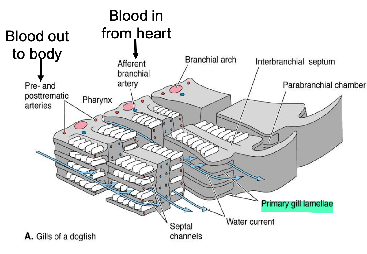 <p>red, fleshy vascularized plates, take O2 in blood; attach to walls of gill/branchial pouches or to the gill arches</p>