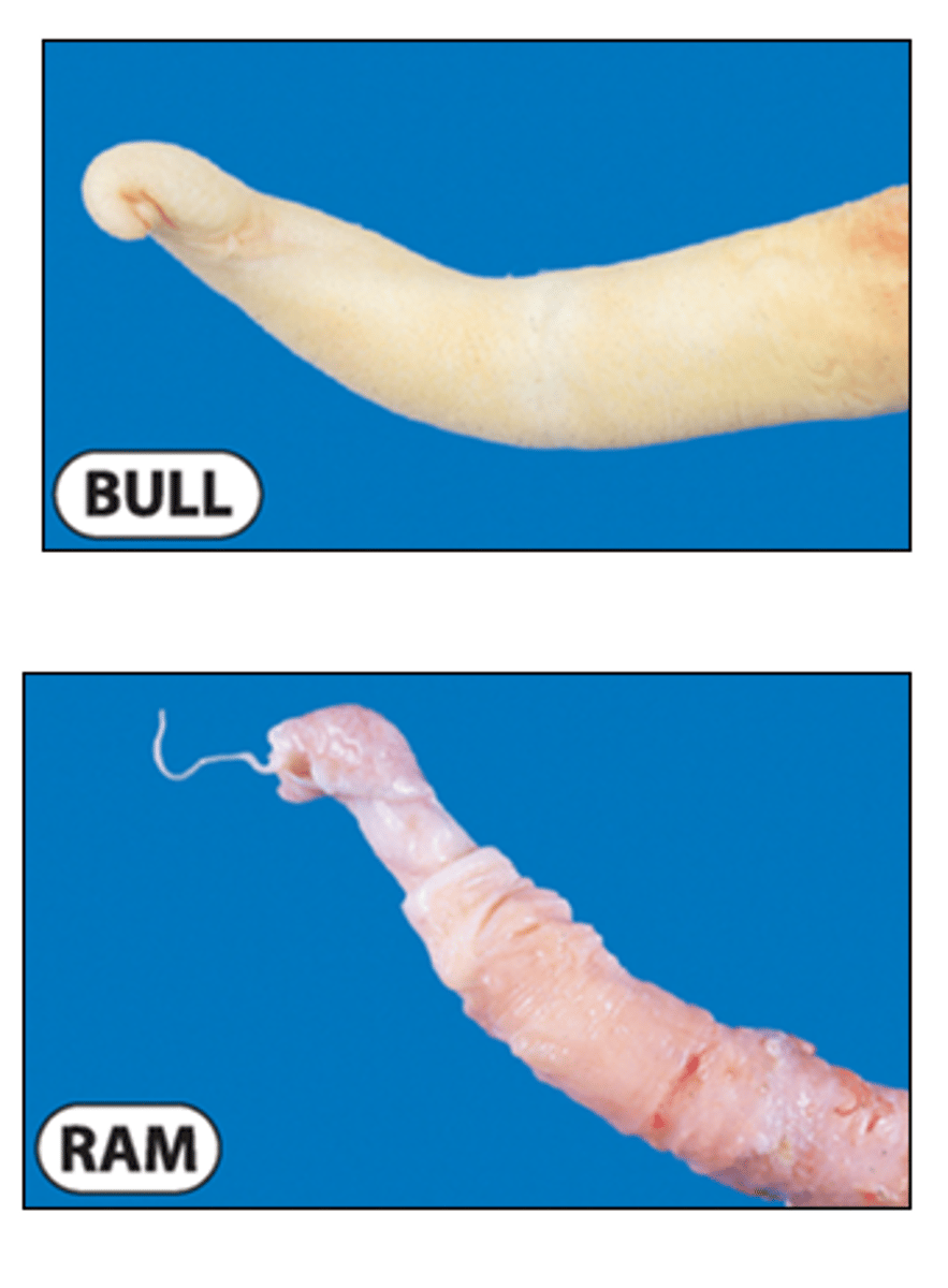 <p>Comparative glans anatomy of bull &amp; ram</p>