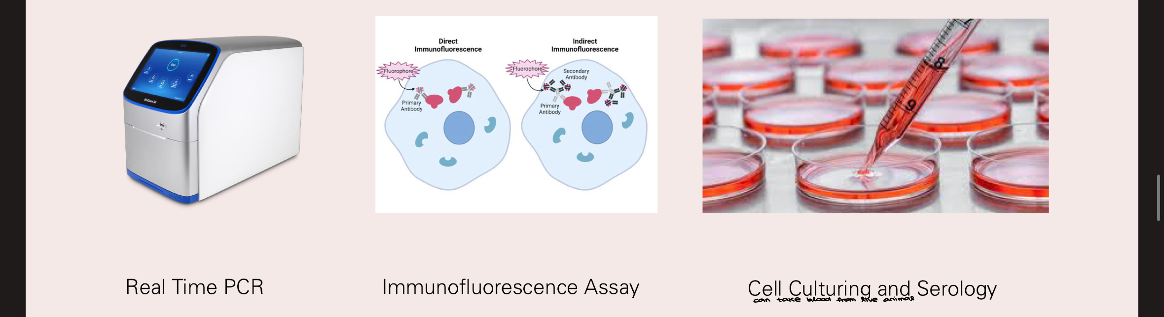 <p>Best tissues: spleen, kidney, and lymph nodes </p><ul><li><p>organ/tissues involved in clearing a pathogen </p></li></ul><p></p>