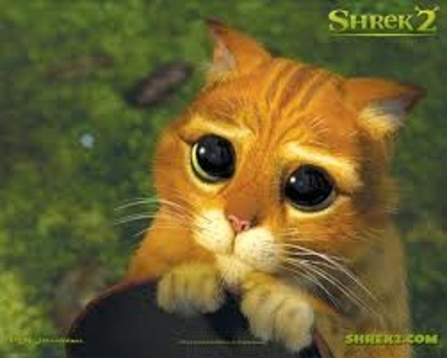 <p>I'm sorry</p>