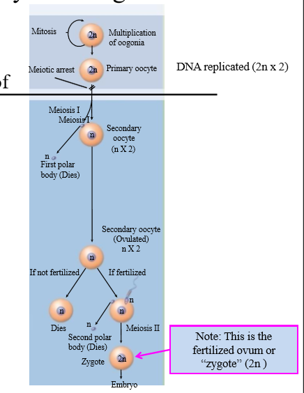 <p>- Fusion of sperm with oocyte stimulates 2nd</p><p>meiotic division of oocyte</p><p>• oocyte --&gt;ovum</p><p>- Sperm plasma membrane disintegrates</p><p>- Chromosomes from sperm and ovum migrate</p><p>to center</p><p>- DNA replicated --&gt; zygote</p>