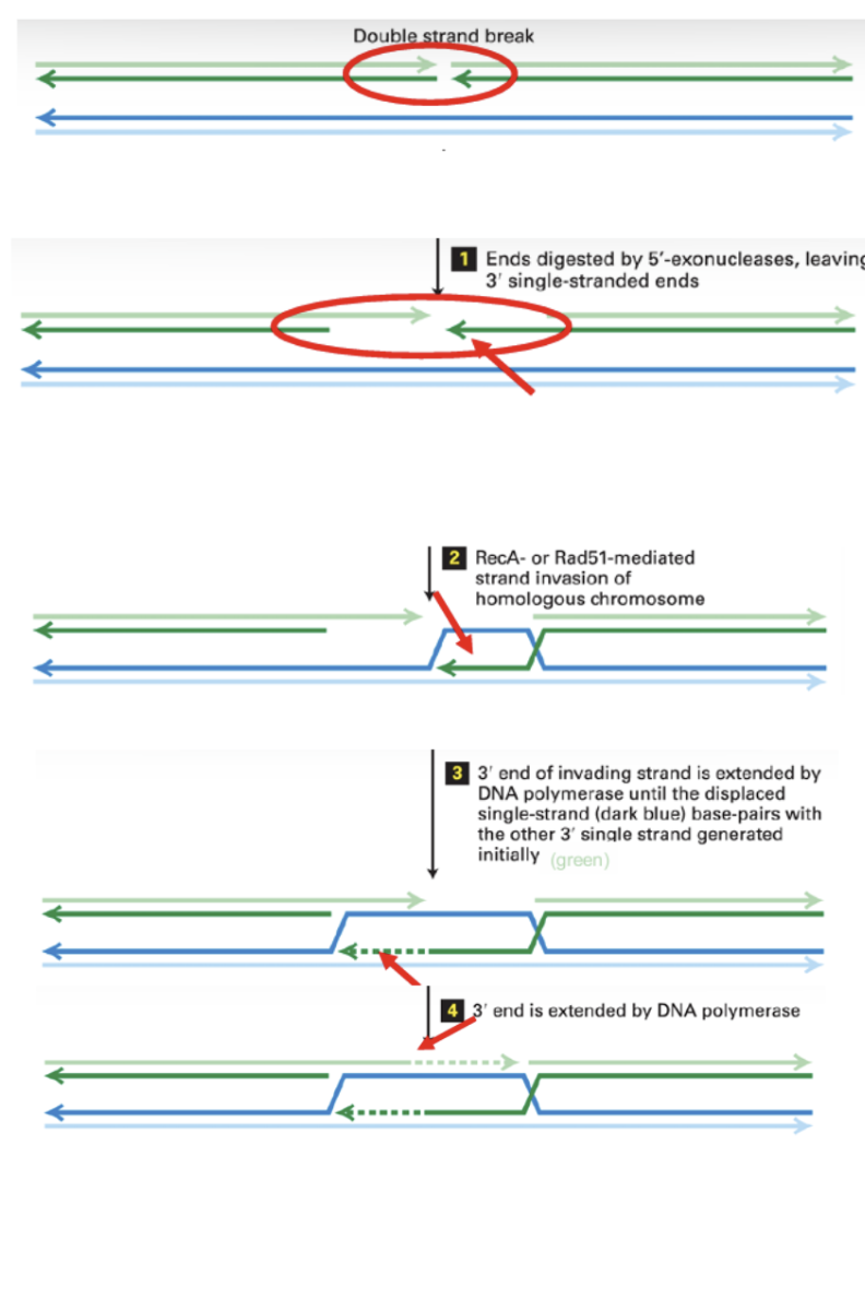 <ol><li><p>5’ enxonuclease breaks down nucleotides on 5’ end of both strands, leaving 3’ ends exposed.</p></li><li><p>Rec A or Rad 51 invade complementary strands, forcing 3’ end to migrate to other double strand.</p></li><li><p>This pushes one strand of non broken double strand upwards</p></li><li><p>DNA polymerase adds new nucleotides to both 3’ ends until they reach other end of strand</p></li><li><p>Both strands are ligated to form holiday structures.</p></li><li><p>Endonuclease cuts both holiday structures</p></li><li><p>Structures are resolved and now have 2 repaired double strands.</p></li></ol><p></p>