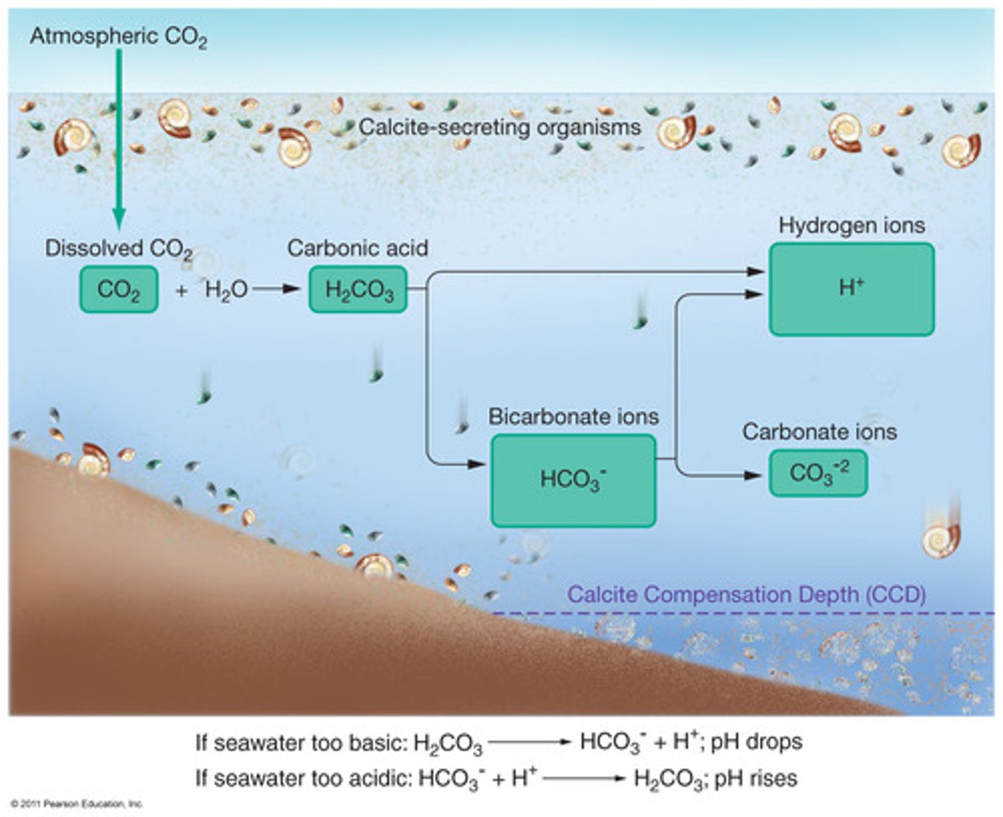 <p>Calcium Carbonate in the ocean prevents the ocean from experiencing large pH changes</p>