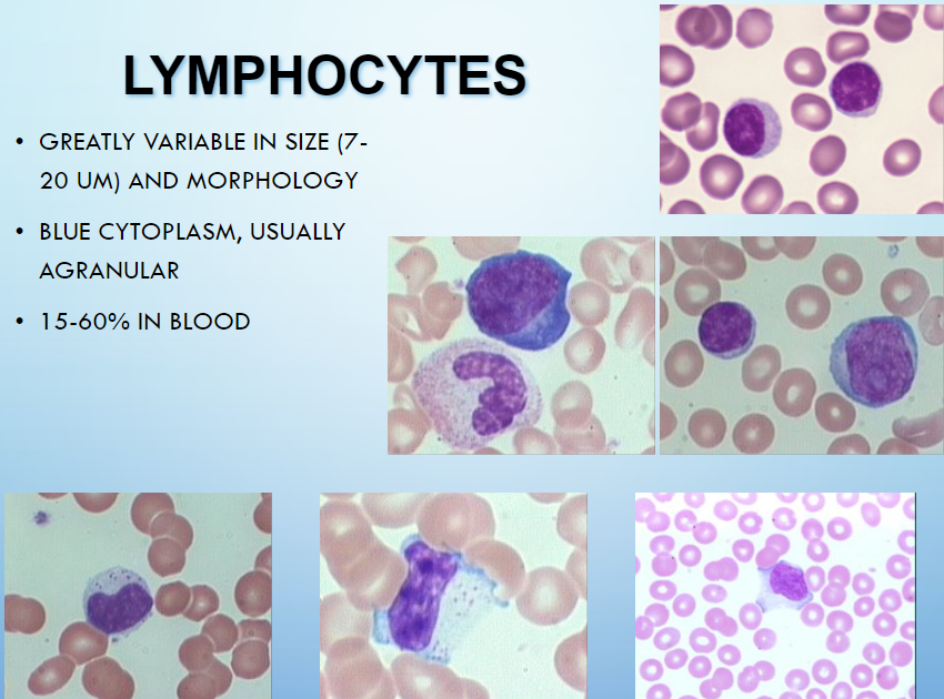 <p>lymphocytes</p>