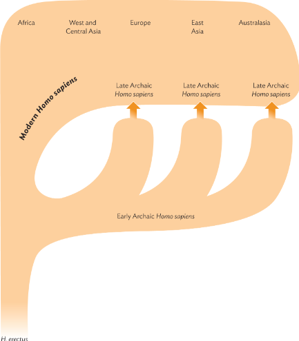 <p>Assimilation theory</p>