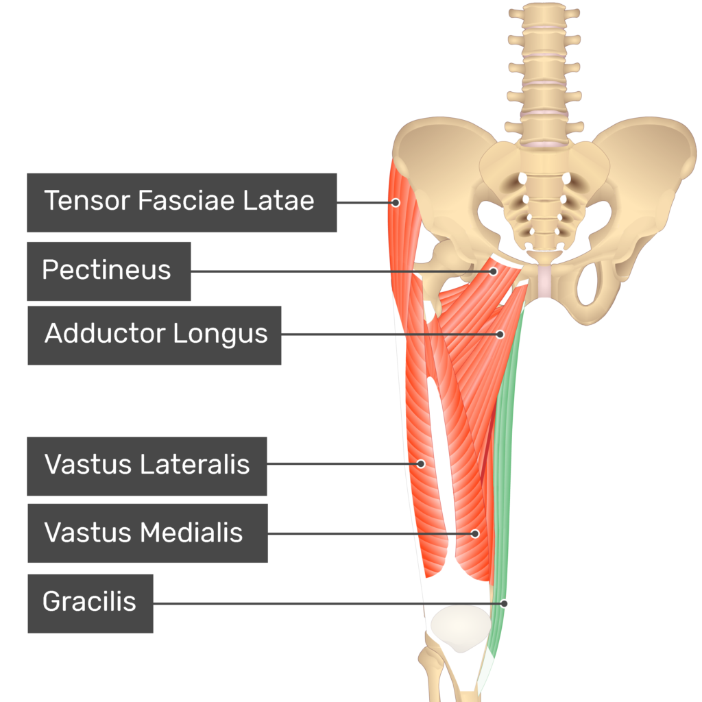<p>on the insides of ur thighs</p>