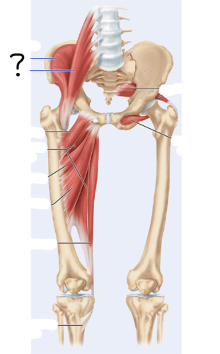 <p>consists of the Ilacus and Psoas major; flex the thigh</p>