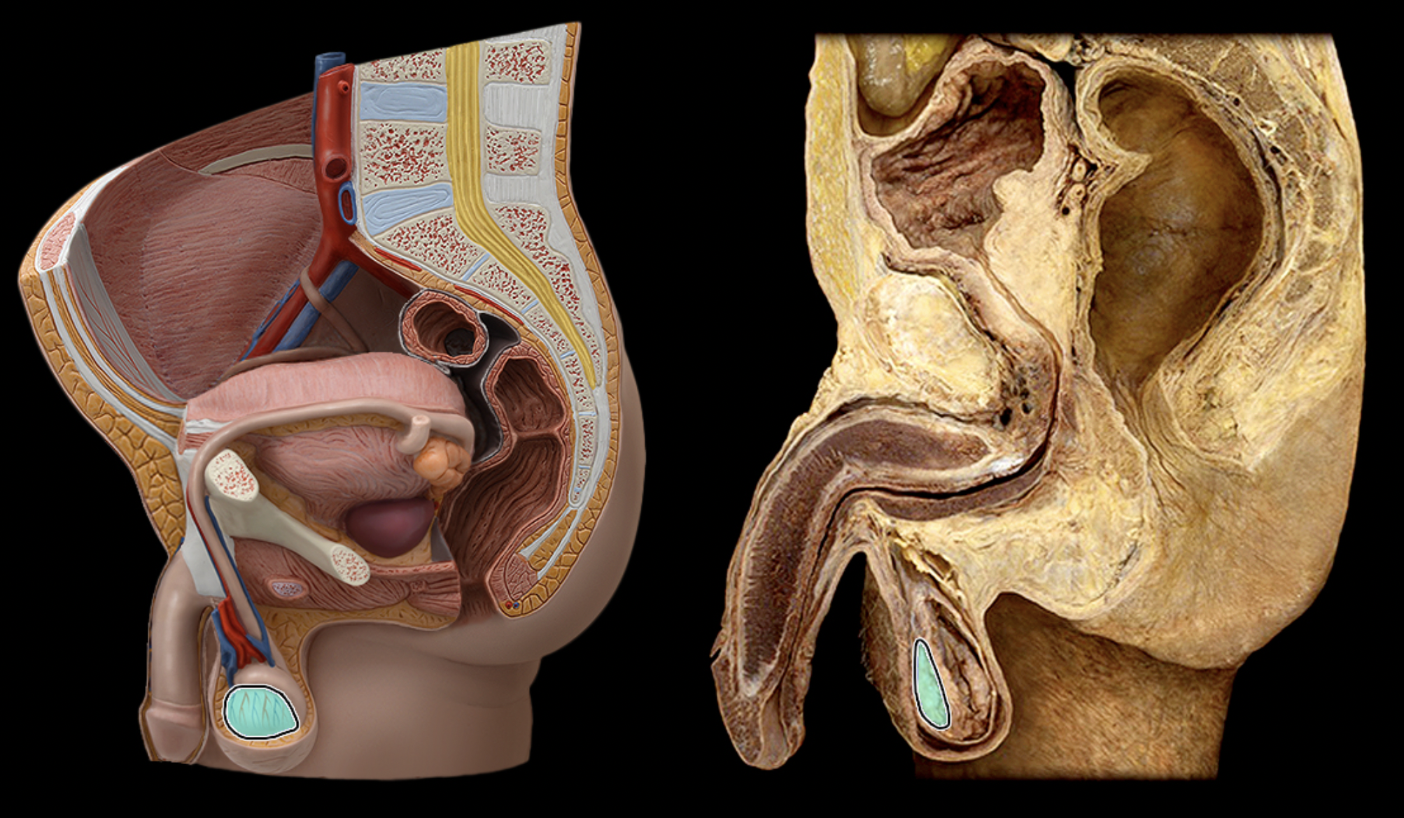 <p>What structure is shown?</p>