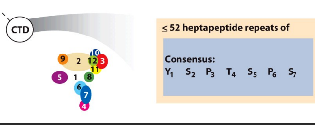 <ul><li><p>52 heptapeptide repeats (hydroxyl containing)</p></li><li><p>c terminal needs to be phosphorylated</p></li><li><p>dynamic phosphorylation of serine residues at positions 2 and 5 in repeats. </p><ul><li><p>During initiation, CTD is unphosphorylated, and during elongation, CTD is phosphorylated</p></li></ul></li></ul><p></p>