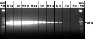 <p>0.5 to 5 nanograms per band</p>